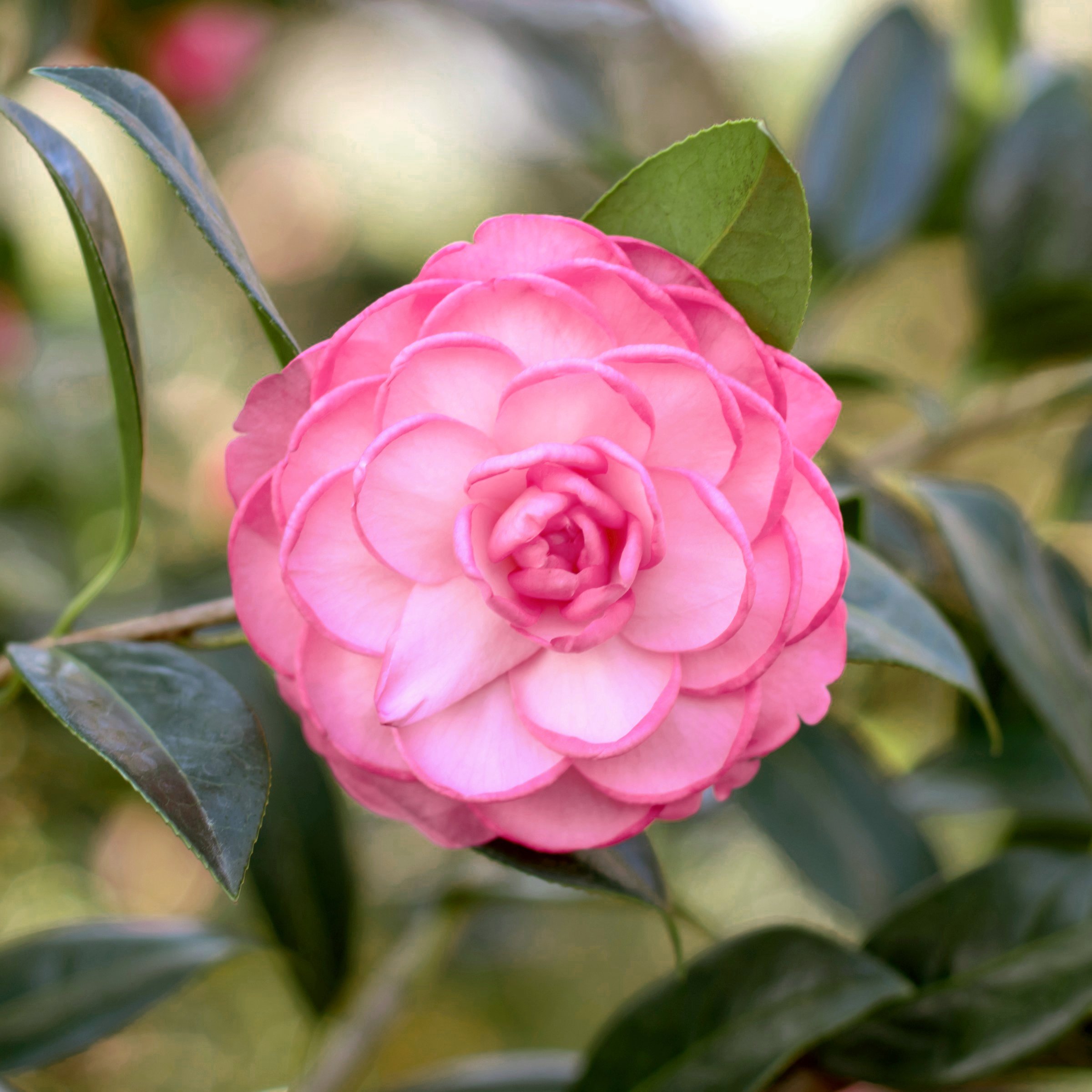 National Plant Network 1 gal. Camellia Sasanqua Leslie Ann Shrub