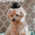 thumbnail image 4 of MERRYHAPY 1 De Sombrero Y Bandana Para Perro En Tuxedo Negro Formal Para Fiestas Y Bodas, 4 of 7