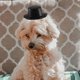 thumbnail image 4 of FELTECHELECTR 1Jgo De Sombrero Y Bandana Para Perro Para Bodas Y Fiesta De Cumpleaños, 4 of 6