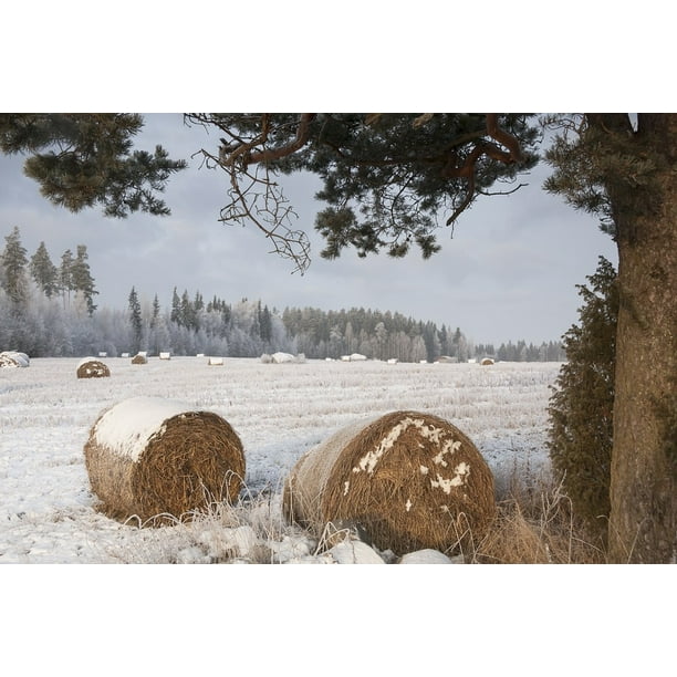 Canvas Print Snow Pyaƒae A A Raƒae A A Paali Field Bale Bales Pyaƒae A A Raƒae A A Paalit Stretched Canvas 22 X 30 Walmart Com Walmart Com