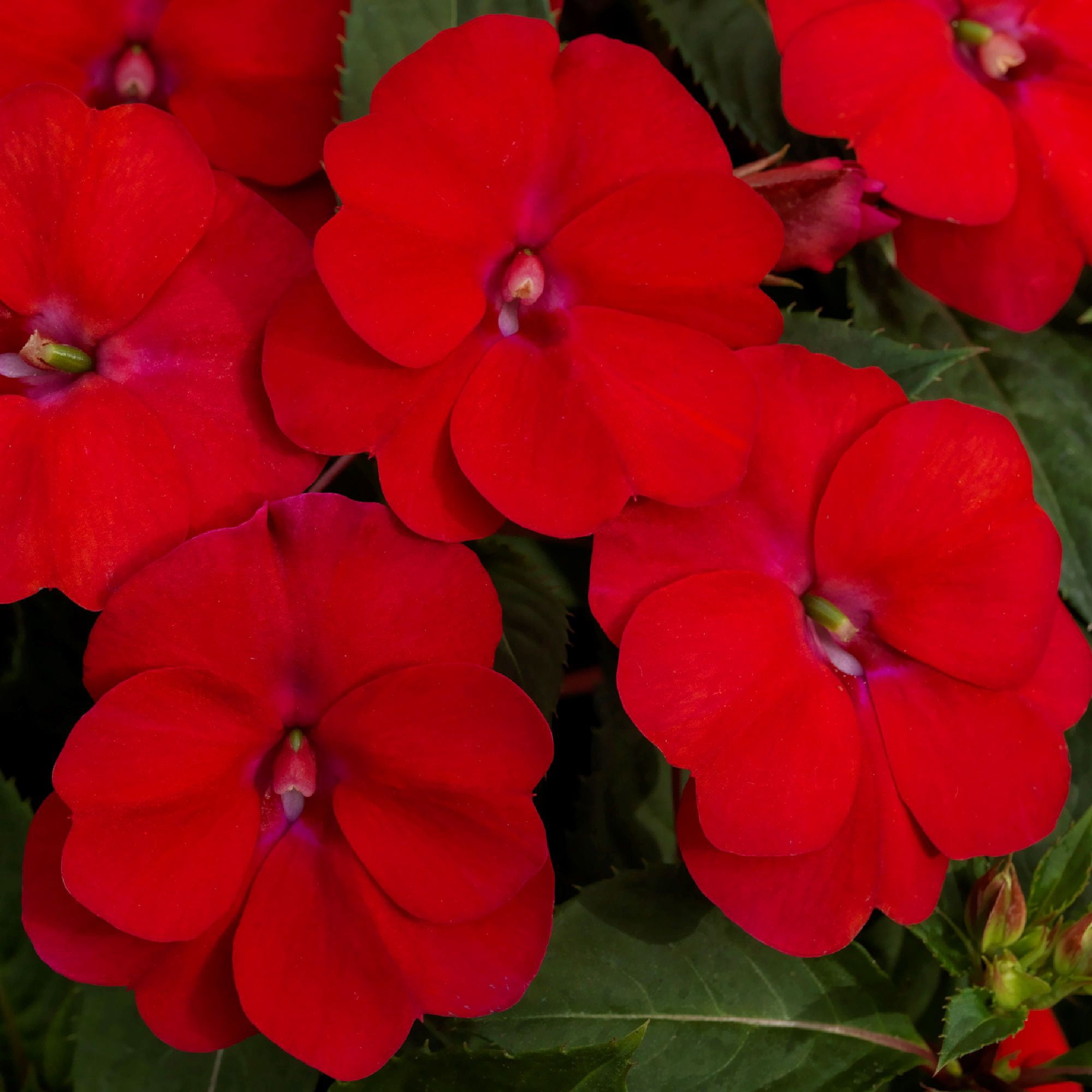 4 in. Sunpatiens® 'Compact Fire Red' Live Annual with Full Sunlight - 4 Piece