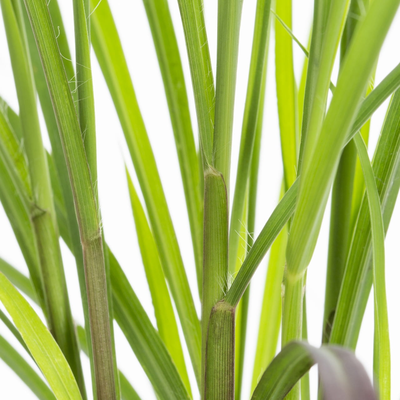 Expert Gardener 2QT Lemon Grass Live Perennial Plant Sun 3-Pack