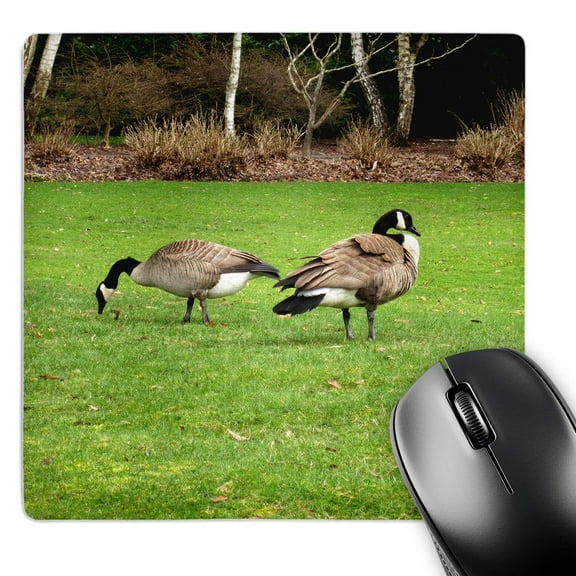 3dRose, Canada Geese Grazing on the Lawn, MousePad