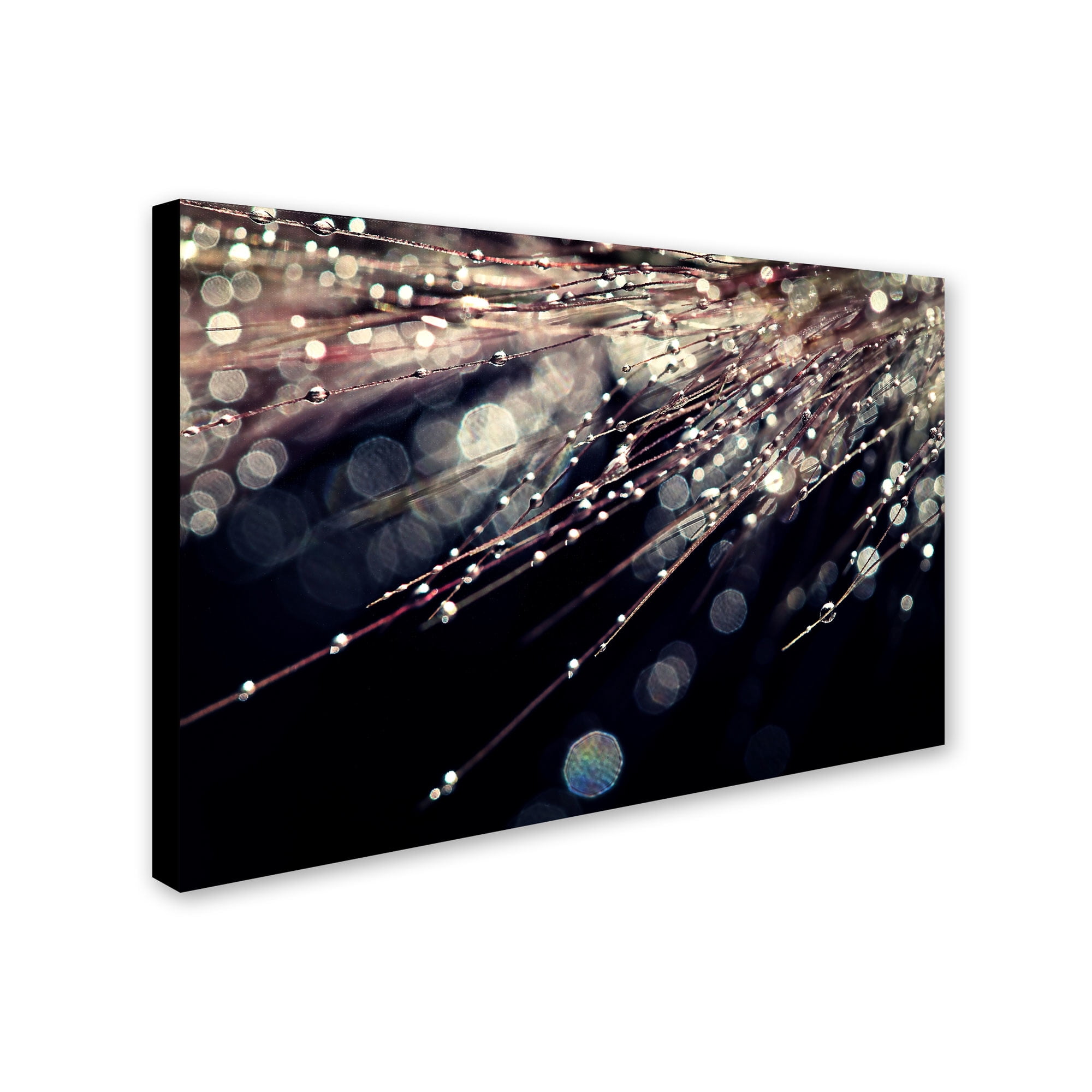 Trademark Fine Art "Little Wonders" Canvas Art by Beata Czyzowska Young