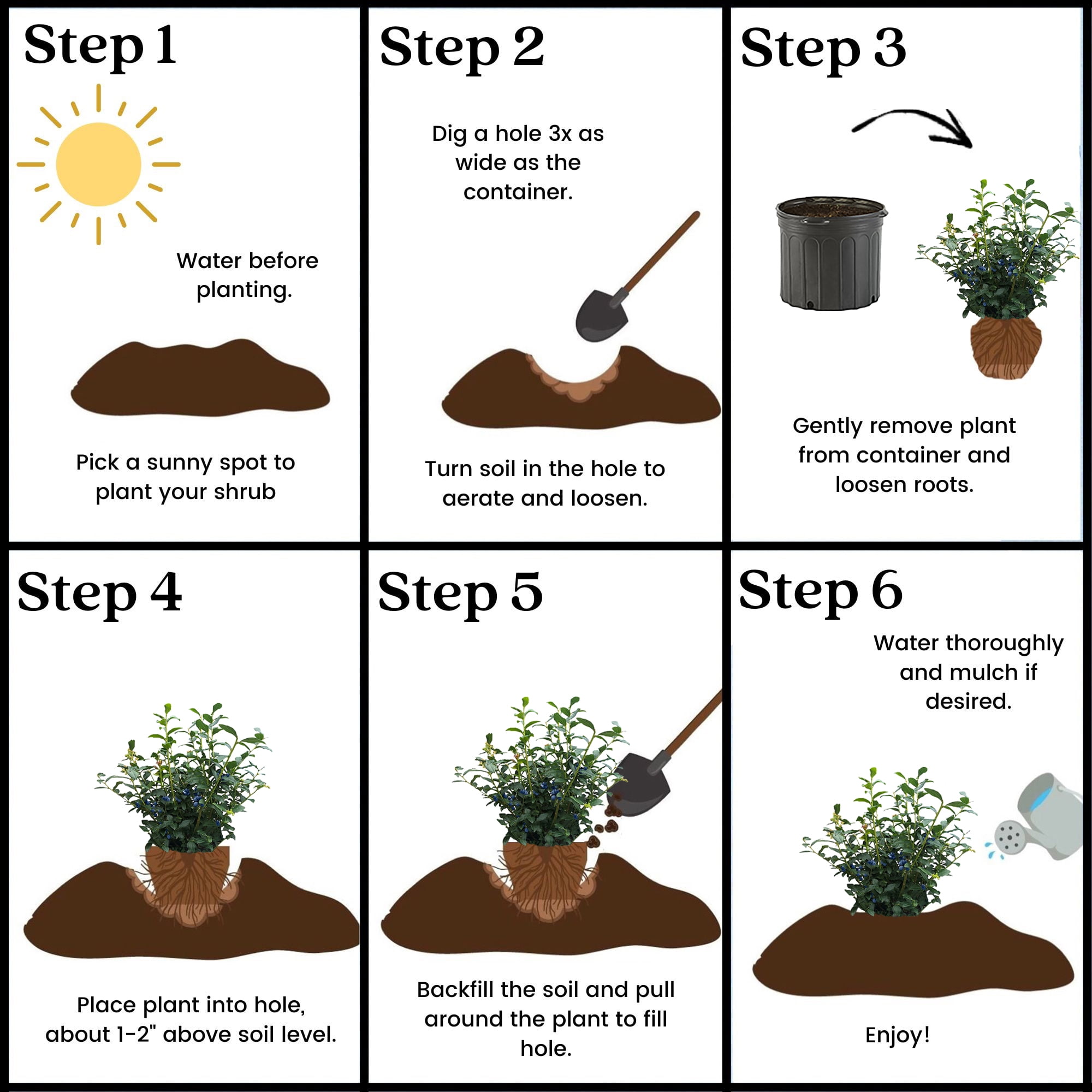 Blueberry Biloxi Live Shrub (2.25 Gallon)