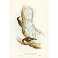 thumbnail image 2 of Gould, John 13x18 Black Modern Framed Museum Art Print Titled - White-throated Tree-Creeper-Climacteris picumnus, 2 of 4