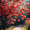 Blooming Flowering Tree Floral Landscape, variant on UXIEQU 12x16 Inch Bisous Kiss Typography Canvas Wall Art Bedroom Home Decor