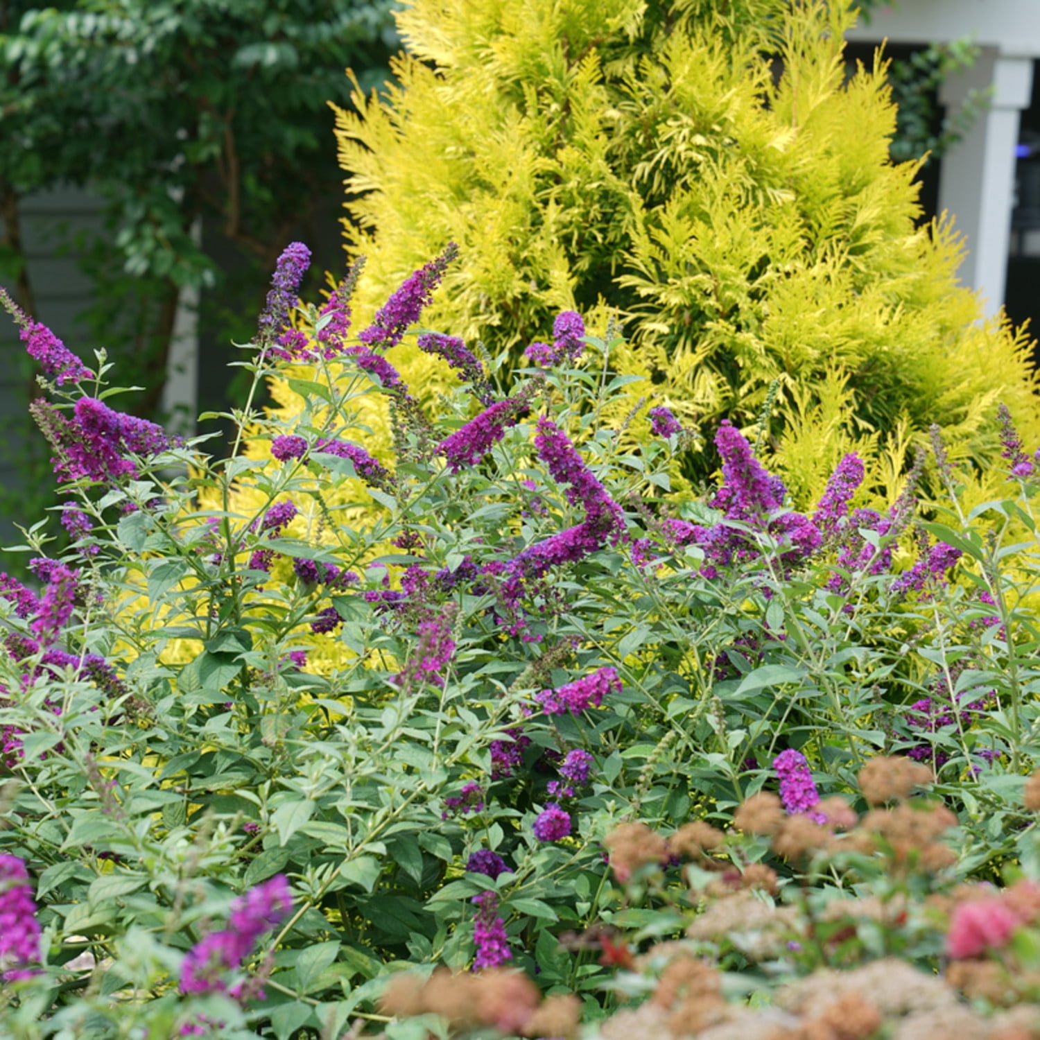 Proven Winners ColorChoice 5" Purple 'Miss Violet' Butterfly Bush Live Plant in 4.5" Pot (4 Count)