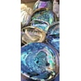 thumbnail image 6 of IMPERFECT Vibrant 6"-6.5" Large Abalone Shells, Discounted!, 6 of 10