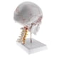 thumbnail image 3 of 1: 1 Tamaño Natural Modelo de con Cervical de Suminitro de Laboratorio Sunnimix Estatua de cráneo de cabeza humana, 3 of 8