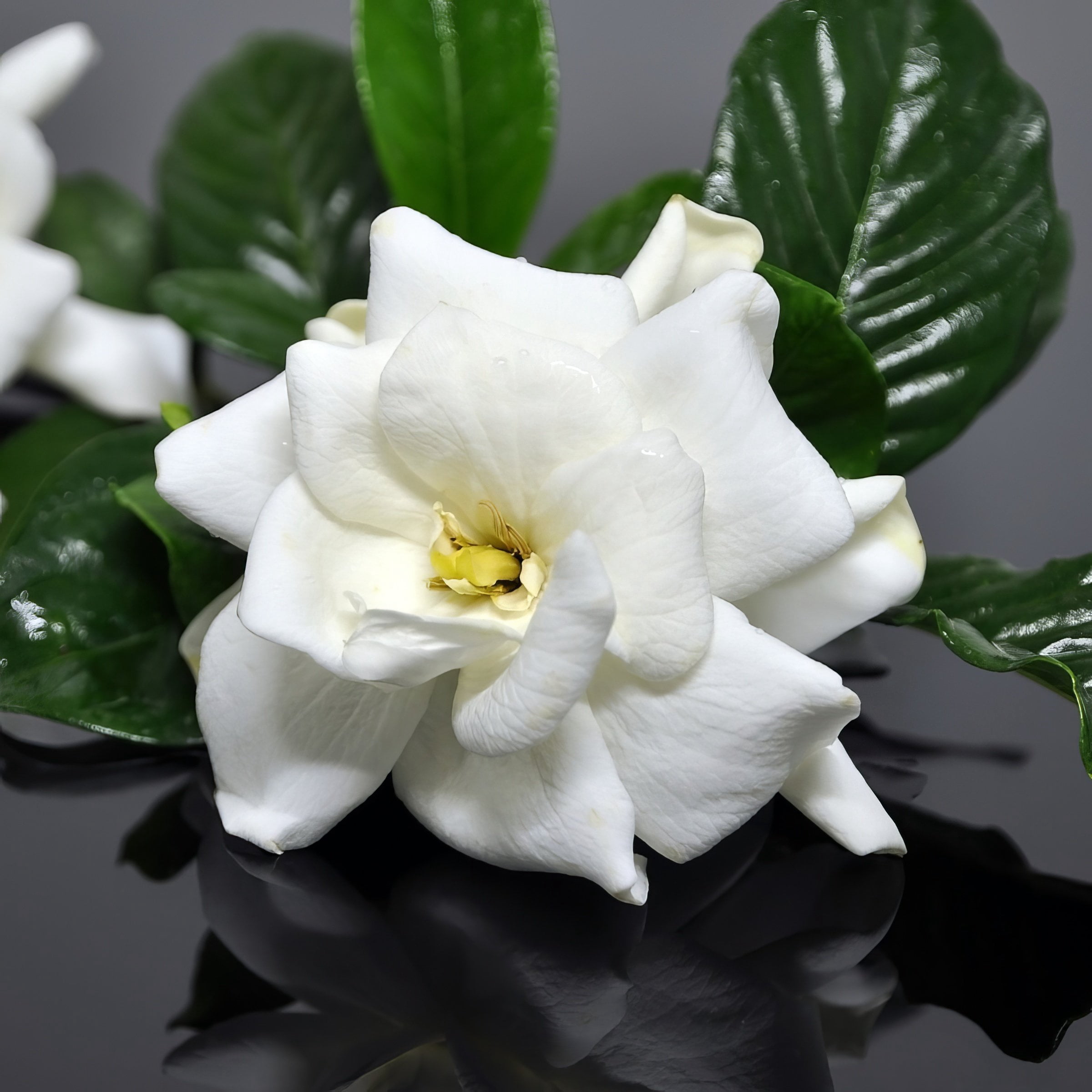 National Plant Network 4 in. Gardenia Frostproof (32-Pack)