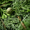 thumbnail image 2 of 6'L Sullivans Lush Cypress & Berry Garland, Green Christmas Garland, 2 of 5