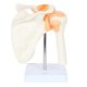 thumbnail image 1 of PVC Shoulder Joint Model Structure Orthopedic Teaching Model, 1 of 5
