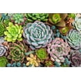 thumbnail image 2 of Art.com Rectangular Arrangement of Succulents; Cactus Succulents in a Planter Stretched Canvas Print Wall Art, 18" x 12", 2 of 4