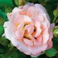 thumbnail image 7 of 3 gal Live Shrub Drift Rose Peach Condition with Full Sunlight, 7 of 7
