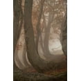 thumbnail image 2 of Marchegiani, Roberto 13x18 White Modern Wood Framed Museum Art Print Titled - twisted beeches, 2 of 4