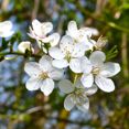 thumbnail image 3 of Snowgoose Flowering Cherry Tree Live Plant in 2.5-Inch Pot, Fragrant White Cherry Blossom Ornamental Tree for Landscaping, 7-12" Tall, 3 of 5