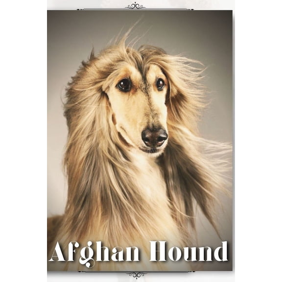 Afghan Hound: Dog breed overview and guide (Paperback)
