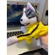 thumbnail image 3 of Juguete Kung Fu Animal Fun Husky Guantes Muñeca Cachorro Acción para Juego Fiesta, 3 of 9