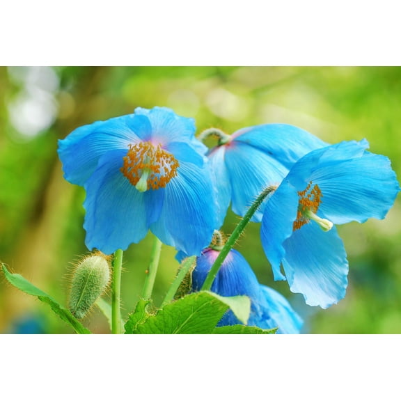 Seedville 10 Himalayan Blue Poppy Plant Seeds, Attracts Bees and Butterflies