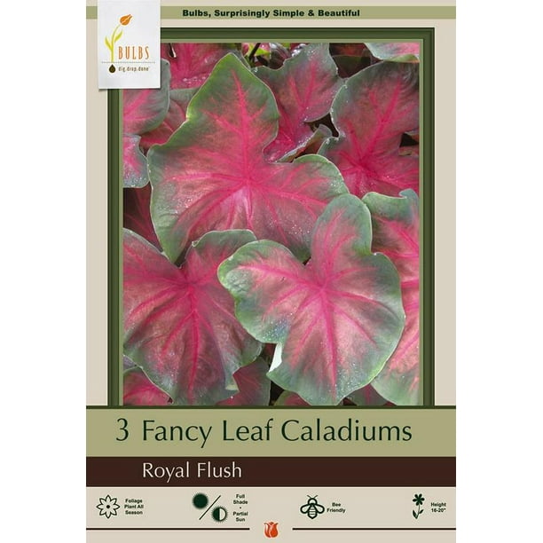 Royal Flush Caladium 3 Bulbs Magenta / Green 1 Size Bulb Walmart