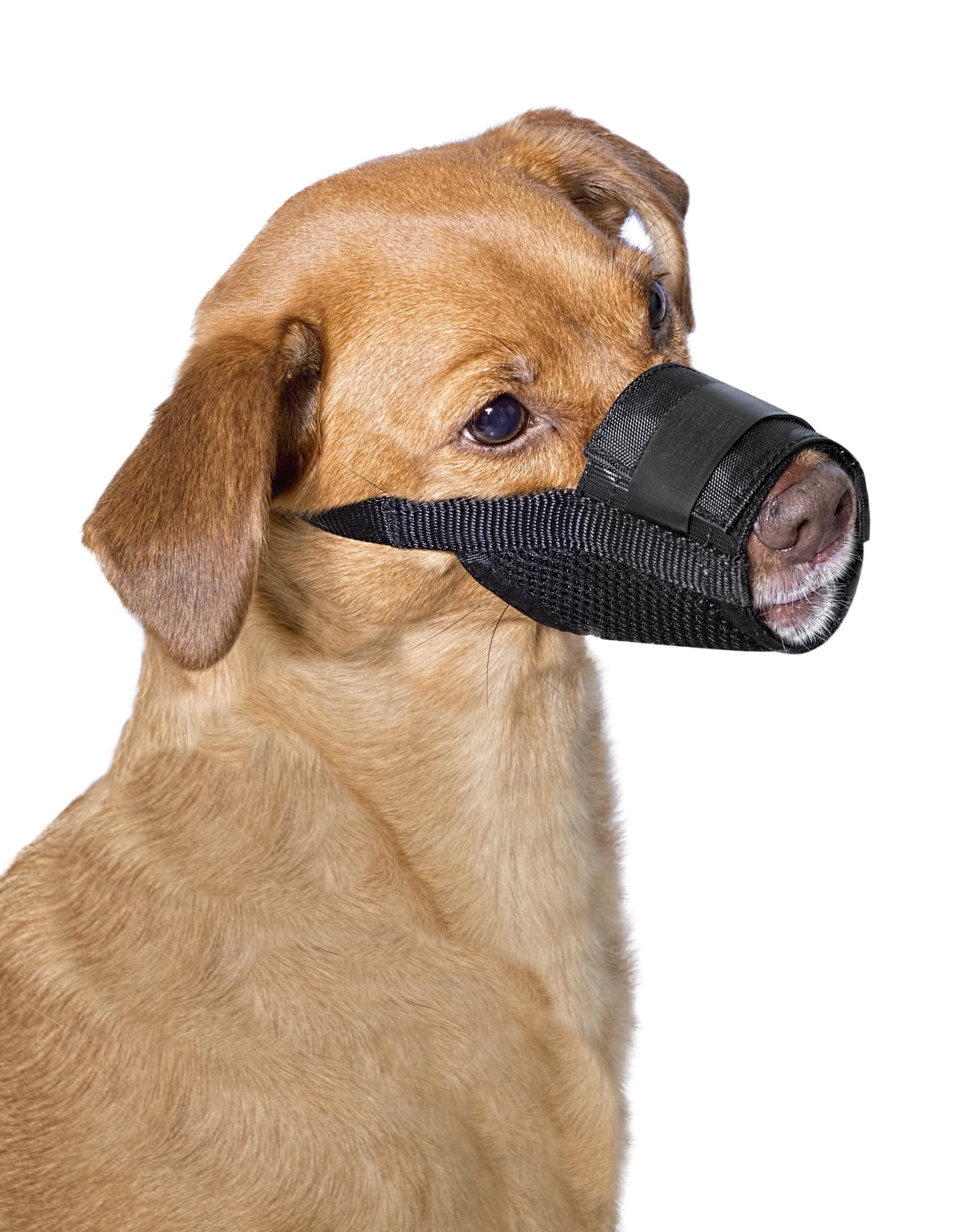 all day dog muzzle