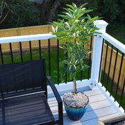 Brighter Blooms - Cold Hardy Avocado Tree, 4-5 ft. - No Shipping to AK, AZ, HI, OR