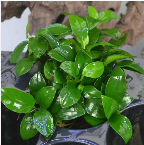 Anubias Nana Petite – Live Aquarium Plant, Easy Care Freshwater Aquascaping Plant
