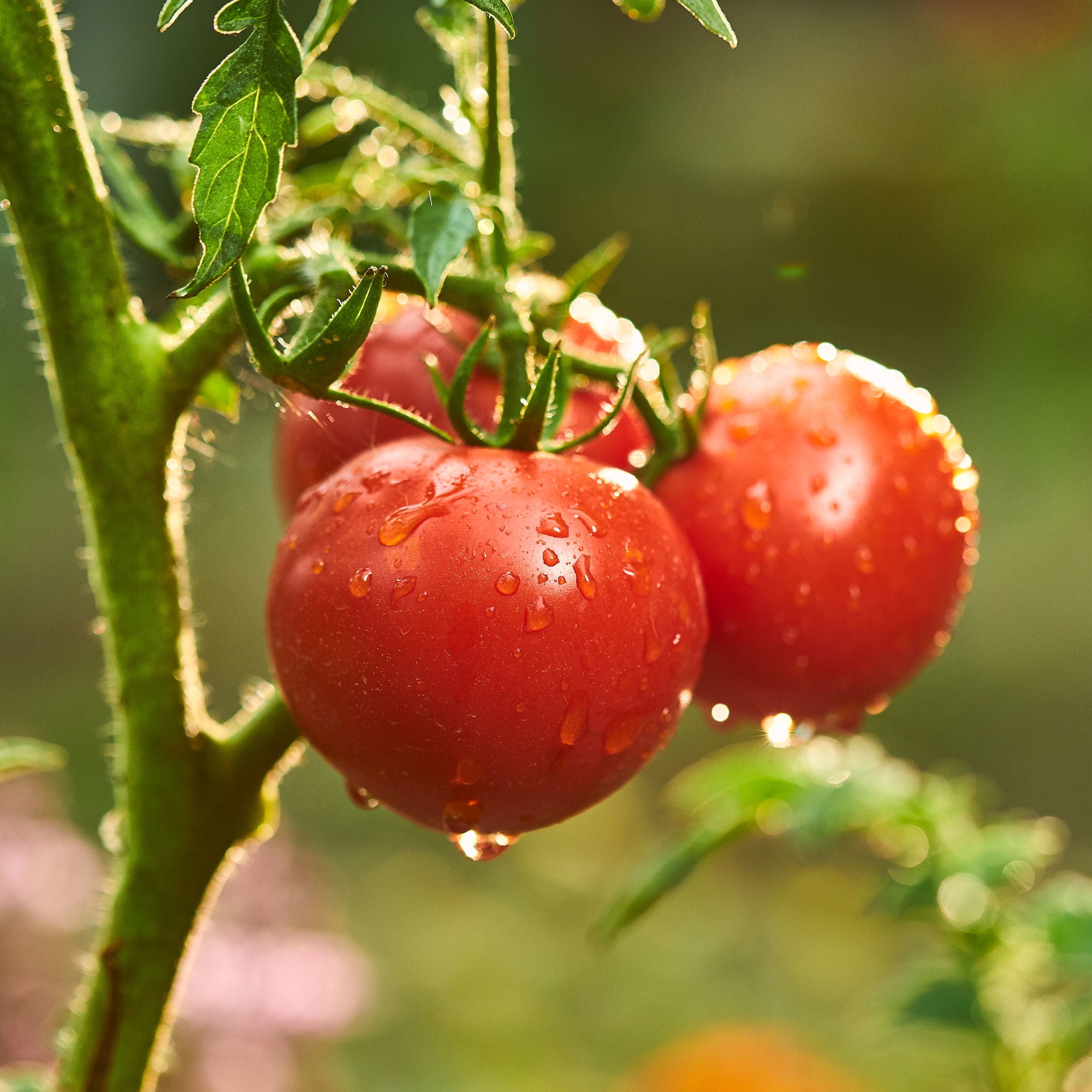 Bonnie Plants Patio Tomato, 19.3 oz., 2-Pack, Live Plants