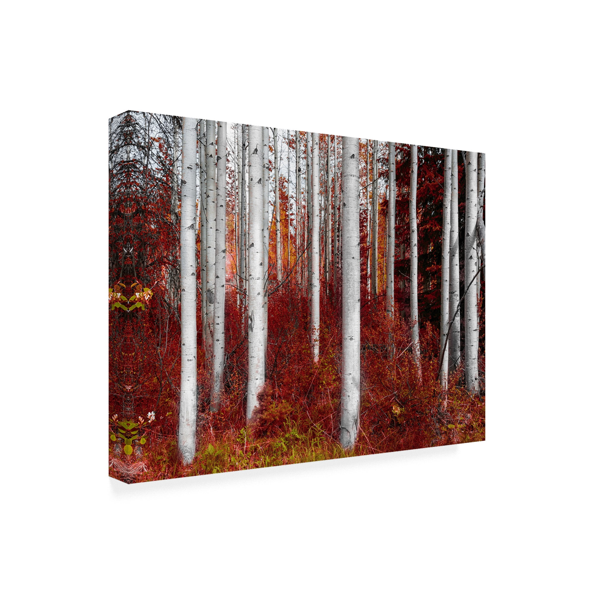 Trademark Fine Art 'Fall Birches' Canvas Art by Vladimir Kostk