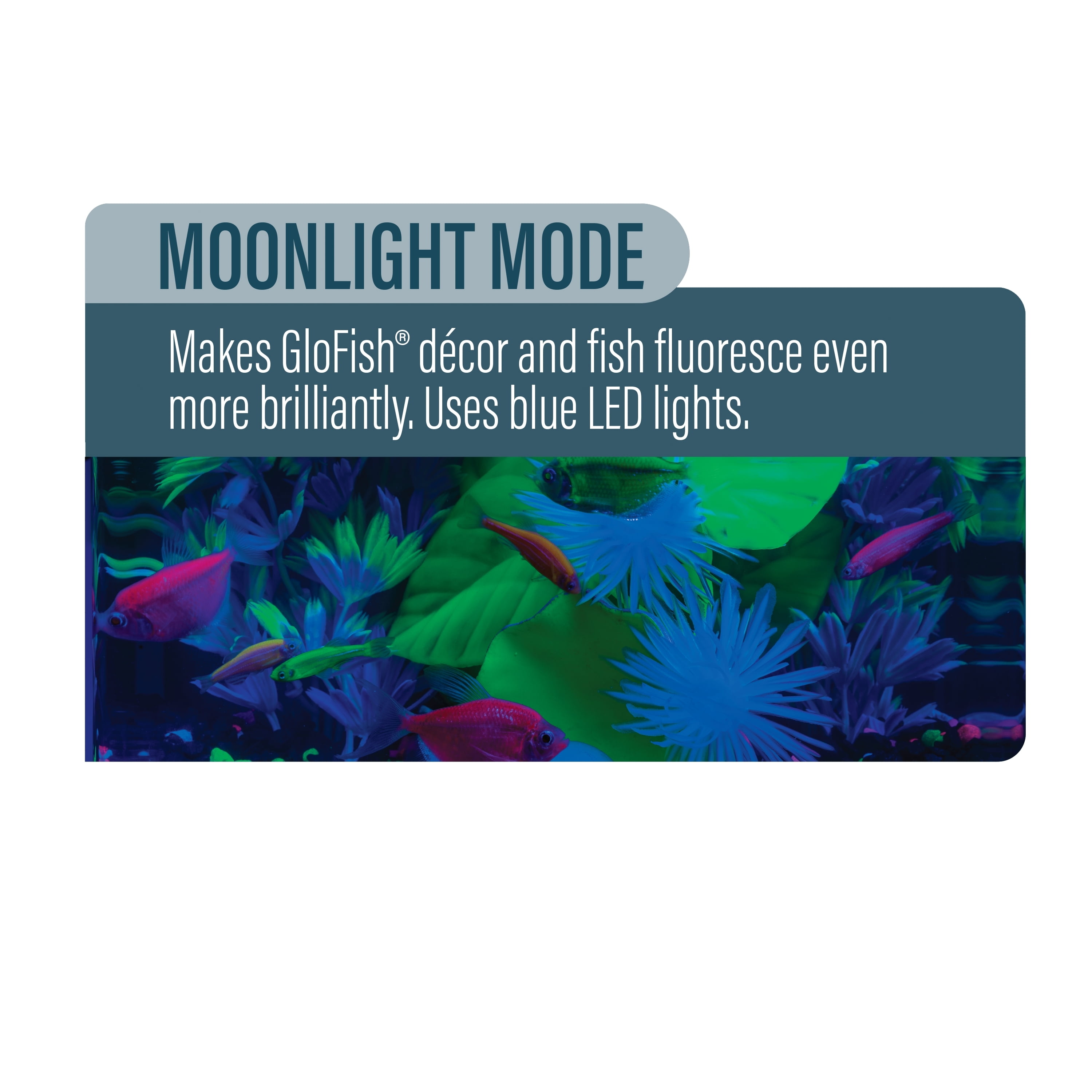 GloFish Plant Aquarium Décor, Purple and Pink Medium, Fluorescent Under Blue LED Light