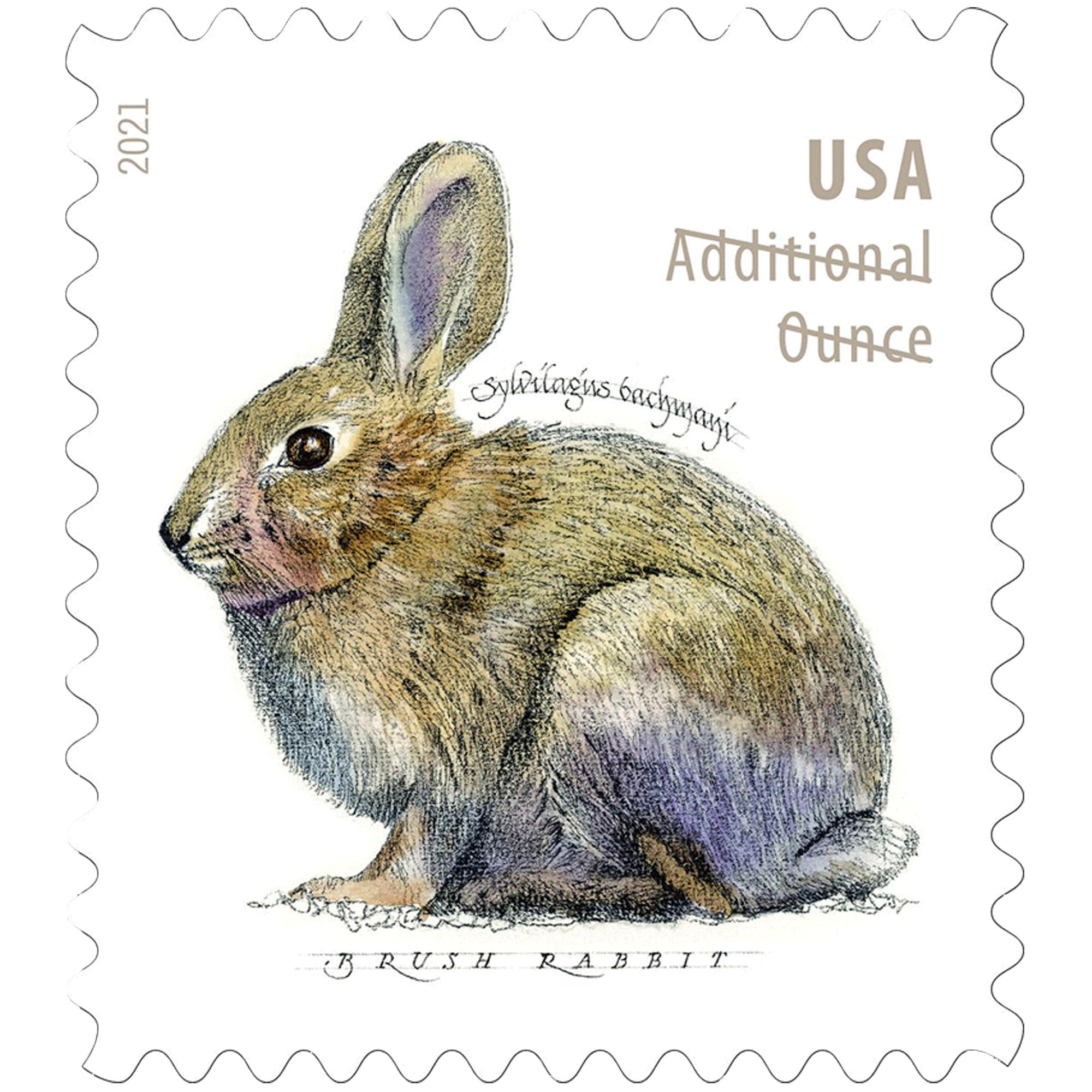 Happi Animal Clothing Stamp for Kid - Rabbit