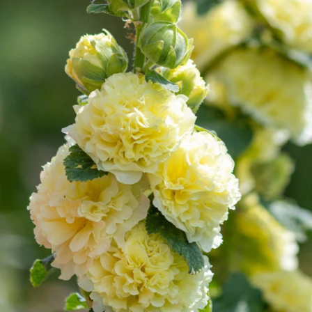 20 Yellow Banana Hollyhock Seeds, Vibrant Tall Blooms