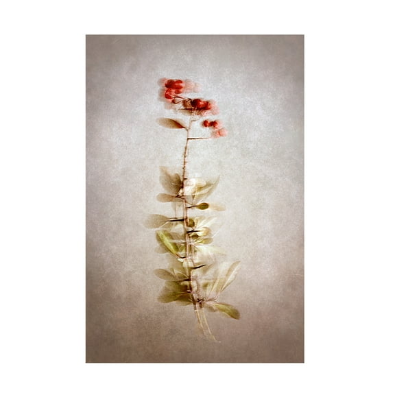 Trademark Fine Art Cicek Kiral Exposed Canvas Wall Art