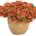 thumbnail image 5 of Proven Winners 4" Superbells Double Orange Calibrachoa Live Plant in 4.25" Pot (4 Count), 5 of 6