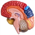 thumbnail image 5 of 4X Modelo AnatóMico Cerebral AnatomíA 1: 1 Medio Cerebro Tallo Cerebral Suministros de Laboratorio de Enseñanza MéDica, 5 of 5