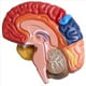 thumbnail image 5 of 4X Modelo AnatóMico Cerebral AnatomíA 1: 1 Medio Cerebro Tallo Cerebral Suministros de Laboratorio de Enseñanza MéDica, 5 of 5