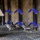 thumbnail image 5 of 20 Pcs Dove Rest Stand, Lightweight Pigeon Perches Plastic Birds Roost Holder, 5 of 5