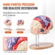 thumbnail image 5 of Modelo de cerebro humano VEVOR Anatomy en 4 partes con etiquetas y base, 5 of 9