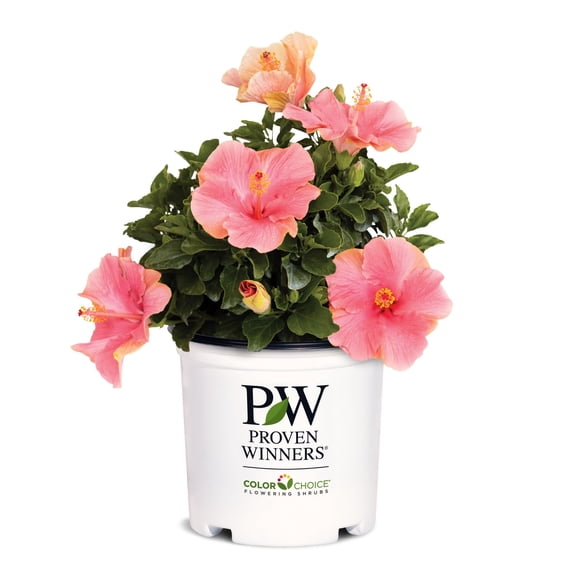 Proven Winners 6" Pink Hollywood Hibiscus First Lady Tropical Hibiscus Live Plant in 7.5" Pot
