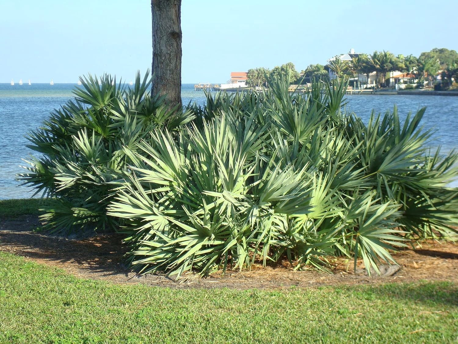 Silver Saw Palmetto - 5 Live Starter Plants - Serenoa Repens Silver - Native Ornamental Palms from Florida