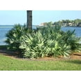 thumbnail image 3 of Silver Saw Palmetto - 5 Live Starter Plants - Serenoa Repens Silver - Native Ornamental Palms from Florida, 3 of 5