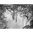 thumbnail image 2 of Poinski, Dianne 14x12 Black Ornate Wood Framed with Double Matting Museum Art Print Titled - Summer Afternoon BW, 2 of 4