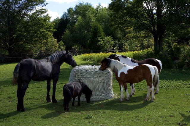 Slow Bale Buddy Slow Feeder Size MINI Feed Hay Horses Equine Mesh Net