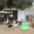 thumbnail image 4 of BRIGHTFUFU Comedero Múltiple Para Pollos Y Con Superficie Lisa Fácil De, 4 of 7