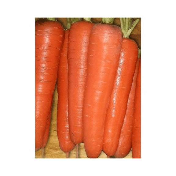 Carrot Tendersweet Great Heirloom Vegetable by Seed Kingdom BULK 1 Lb Seeds