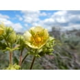 thumbnail image 2 of 50 PRAIRIE CINQUEFOIL Tall Potentilla Drymocallis Arguta White Pale Yellow Native Flower Seeds, 2 of 5