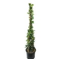 thumbnail image 5 of Expert Gardener Star Jasmine, 18-24 Tall, Flowering Outdoor Plant Shrub, 2.25 gal Pot, Full Sun, 5 of 5