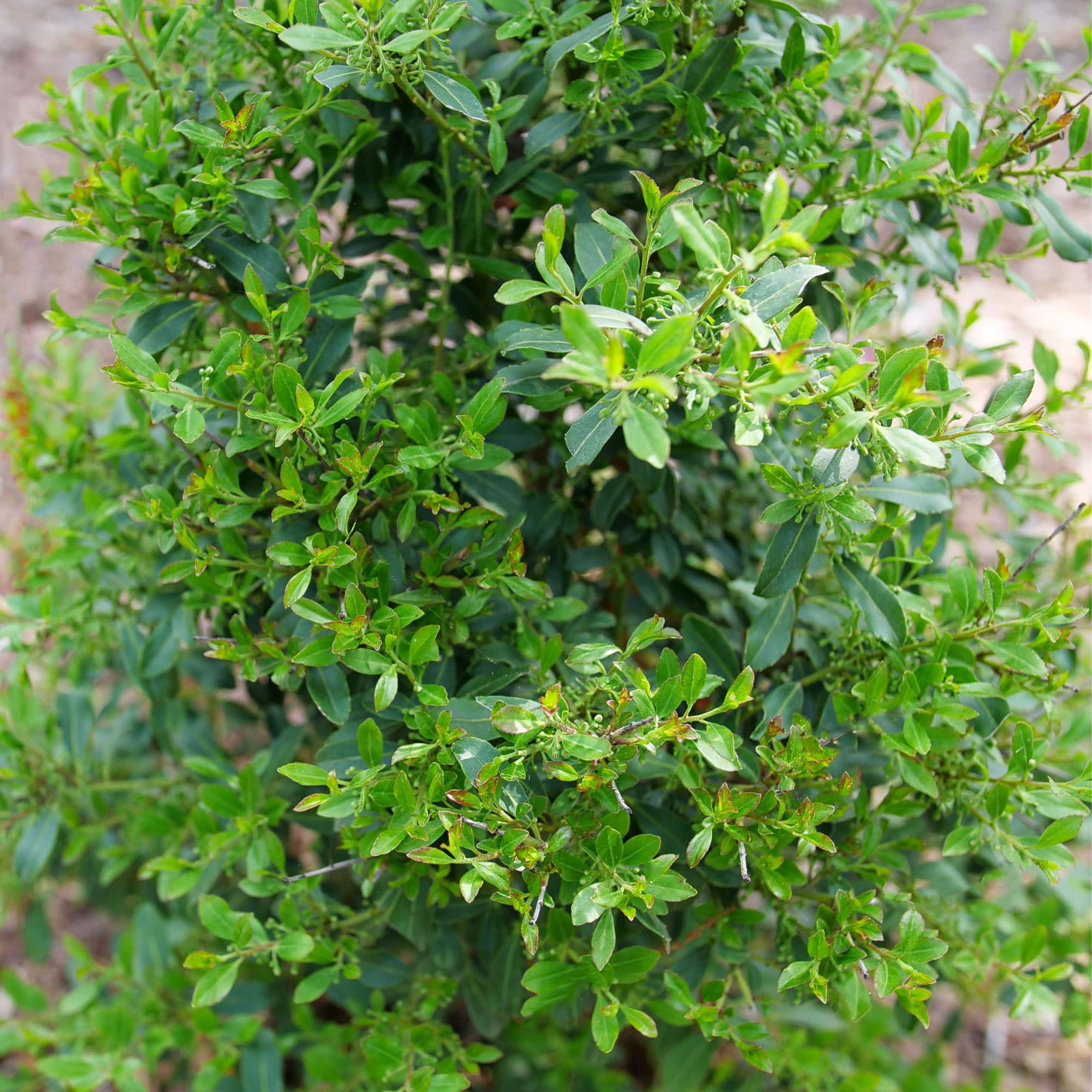 Proven Winners ColorChoice 5" Squeeze Box Inkberry Holly Live Plant in 4.5" Pot (4 Count)