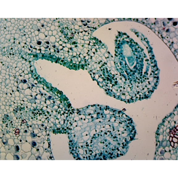 Lilium Ovary; Cross Section by Go Science Crazy